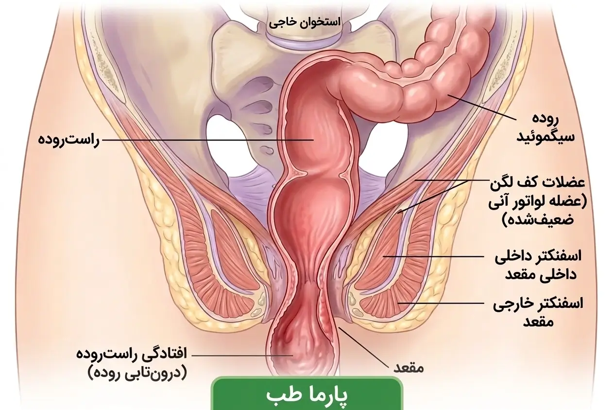 اسفنکتر مقعدی