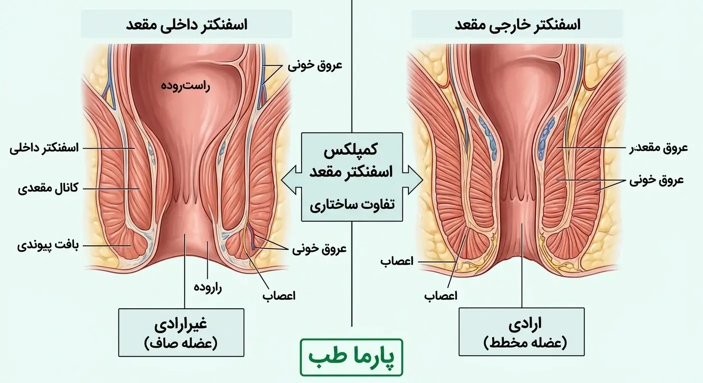 تفاوت اسفنکتر مقعدی داخلی و خارجی